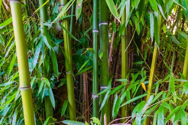 Bamboo Trimming in Lafayette