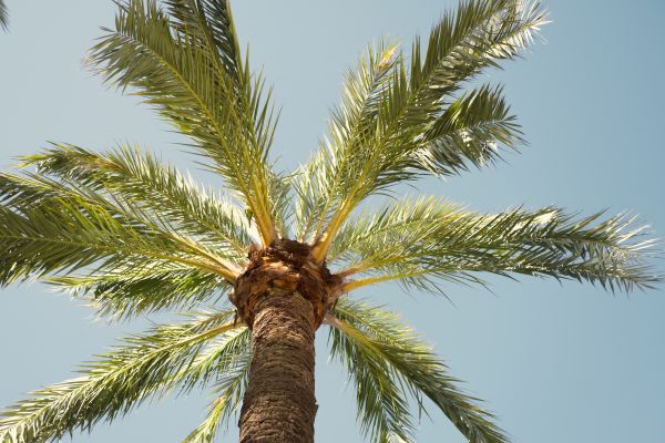 Palm Tree Pruning in Lafayette