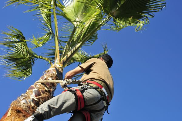 Palm Tree Trimming in Lafayette