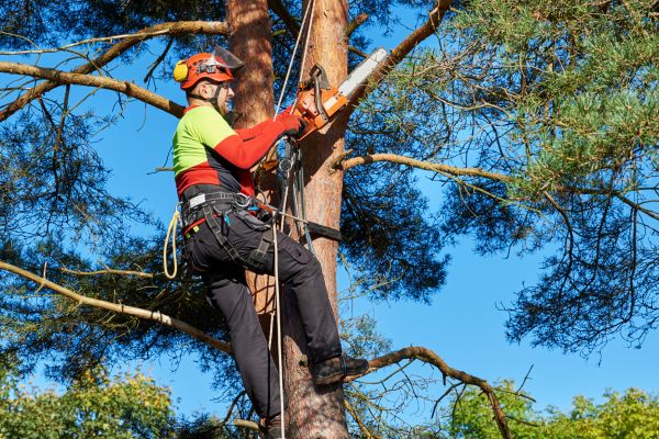 Tree Service in Lafayette
