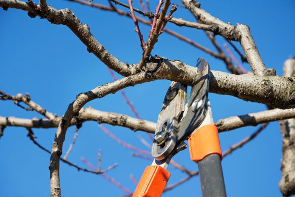 Tree Shearing in Lafayette