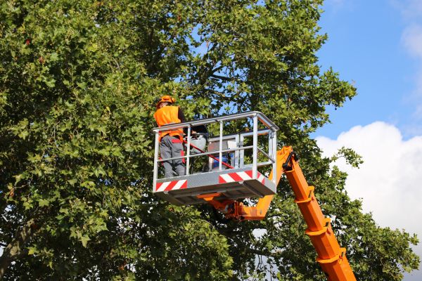 Commercial Tree Service in Lafayette