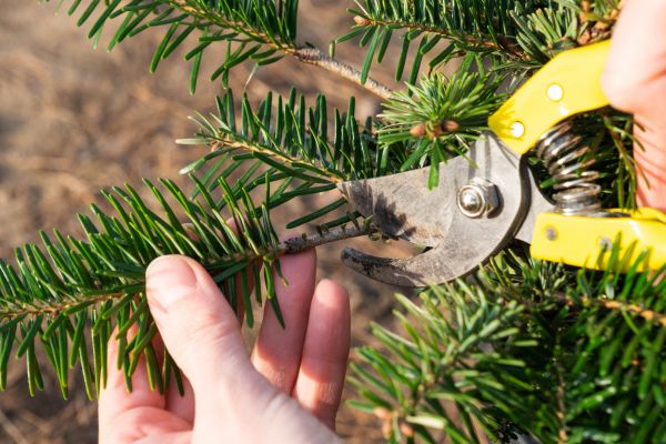 Pine Tree Pruning in Lafayette
