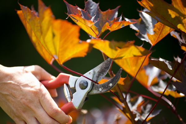 Maple Tree Pruning in Lafayette