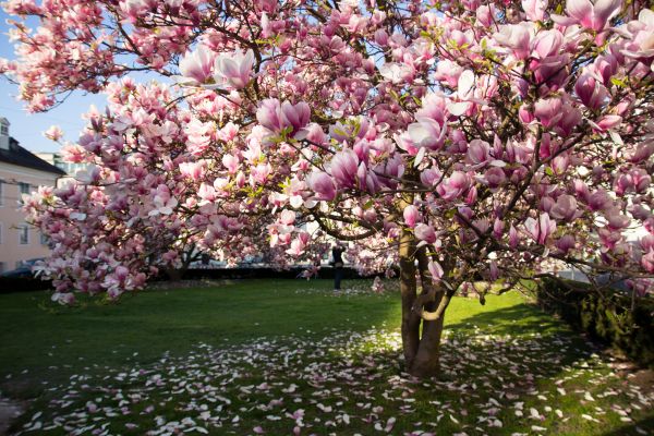 Magnolia Tree Pruning in Lafayette