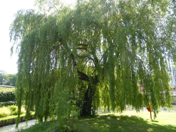 Willow Tree Trimming in Lafayette