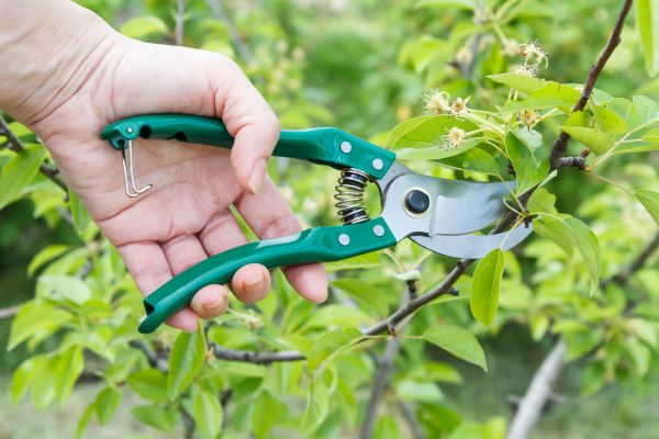 Pear Tree Pruning in Lafayette