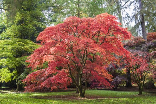 Japanese Maple Pruning in Lafayette