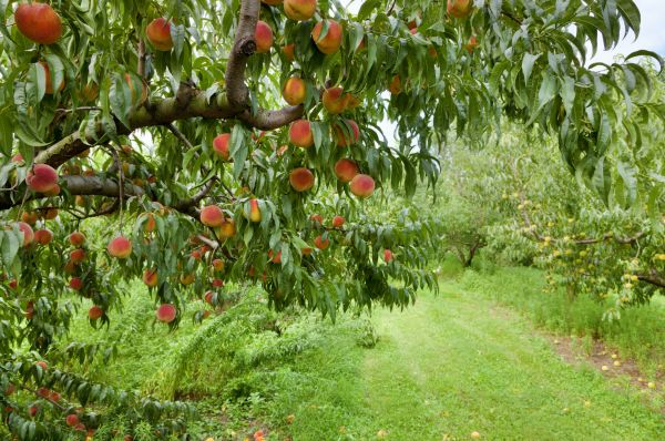 Peach Tree Pruning in Lafayette