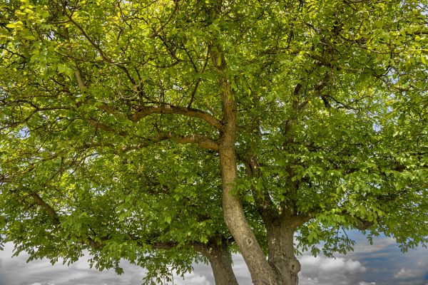 Walnut Tree Trimming in Lafayette