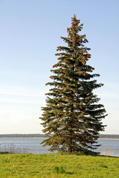 Spruce Tree Pruning in Lafayette