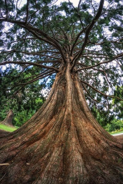 Cedar Tree Pruning in Lafayette