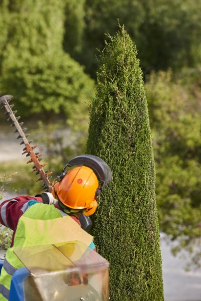 Cypress Tree Trimming in Lafayette