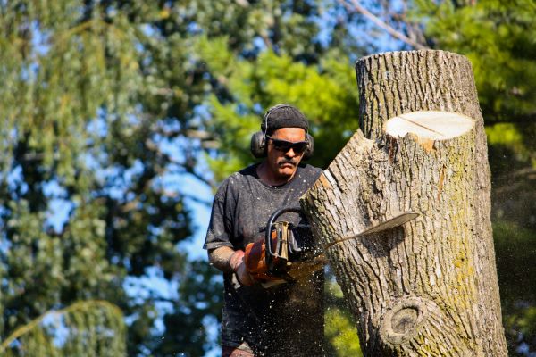 Ash Tree Pruning in Lafayette