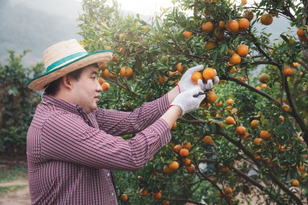 Orange Tree Pruning in Lafayette