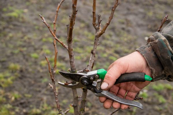 Pear Trees Pruning in Lafayette