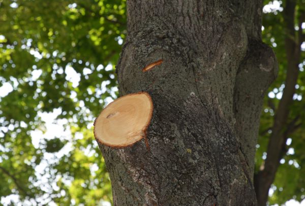 Limb Cutting in Lafayette