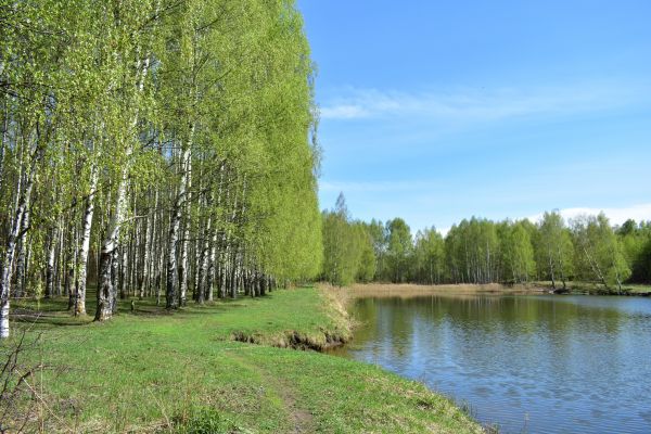 River Birch Pruning in Lafayette
