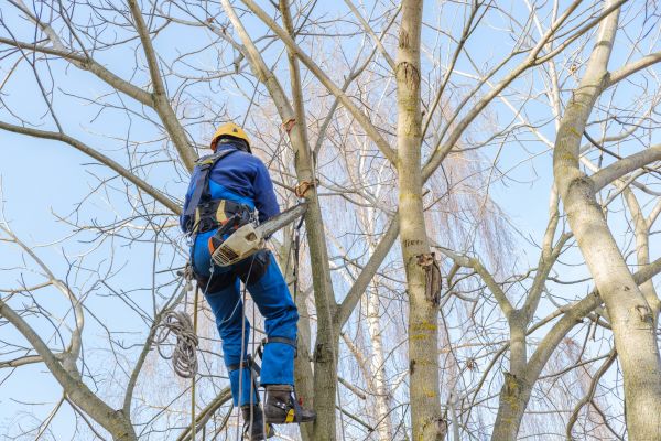 Large Tree Trimming in Lafayette