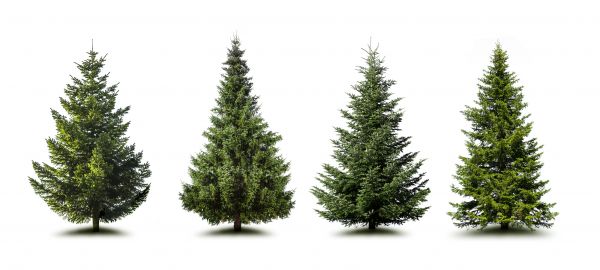 Pine Tree Trimming in Lafayette