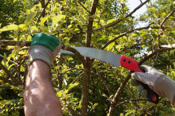 Apple Tree Trimming in Lafayette