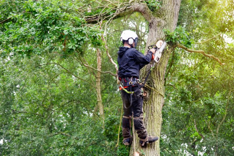 Climbing Tree Trimming