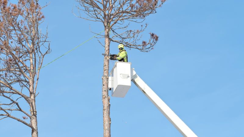 Tree Removal Experts